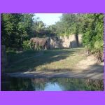Elephant - Animal Kingdom.jpg